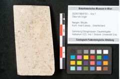 Foto (Objekt + Etikett) von Olea noti Unger (NHMW-GEO-2024-0188-8153)